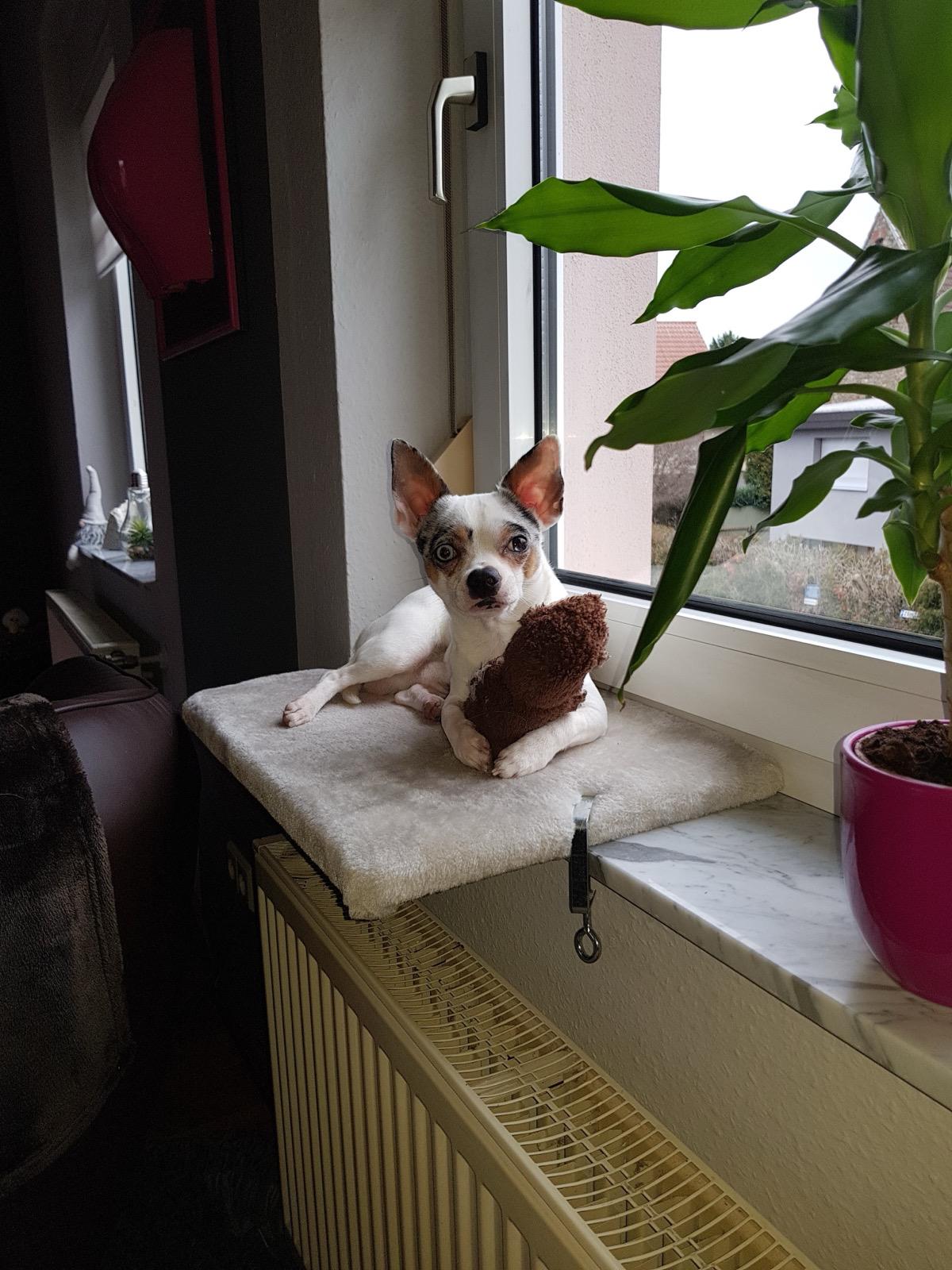 Kasper